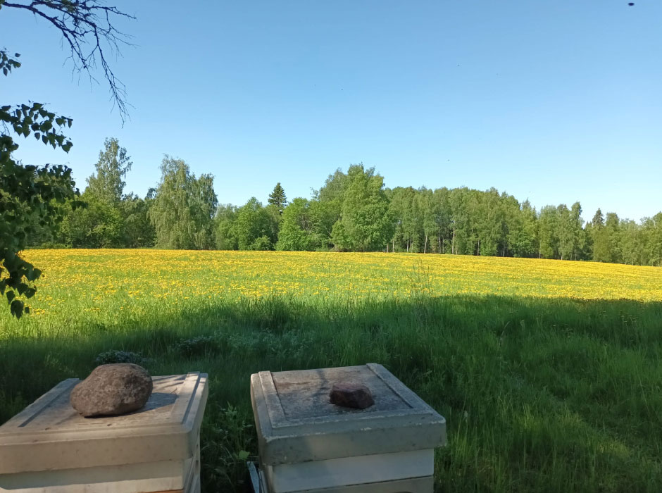Pajulan Mehiläistarhat: Mehiläispesät Pajulan Mehiläistarhat: Mehiläispesät